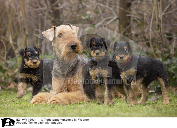 Airedale Terrier bitch with puppies / MW-15034