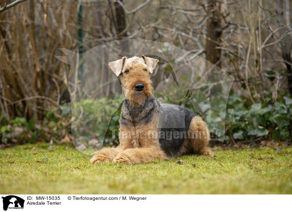 Airedale Terrier / Airedale Terrier / MW-15035