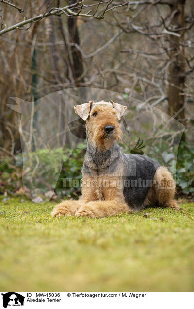 Airedale Terrier / Airedale Terrier / MW-15036