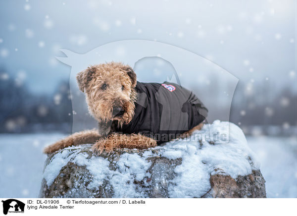 liegender Airedale Terrier / lying Airedale Terrier / DL-01906