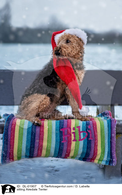sitzender Airedale Terrier / sitting Airedale Terrier / DL-01907