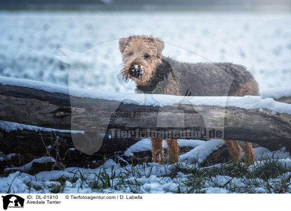 Airedale Terrier / Airedale Terrier / DL-01910