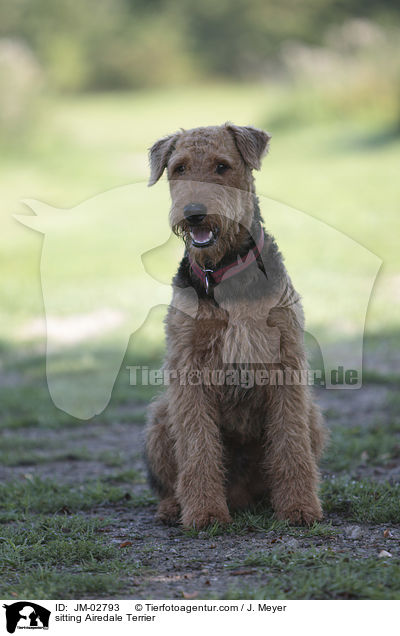 sitzender Airedale Terrier / sitting Airedale Terrier / JM-02793