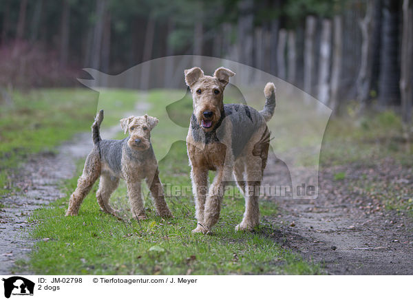 2 Hunde / 2 dogs / JM-02798