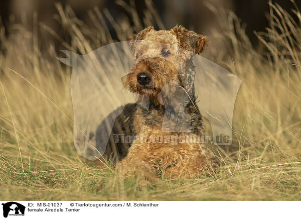 female Airedale Terrier / MIS-01037