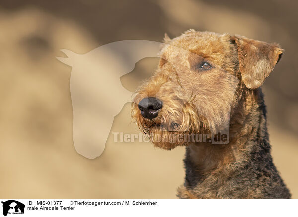 Airedale Terrier Rde / male Airedale Terrier / MIS-01377