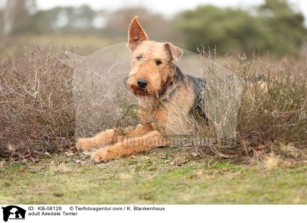 adult Airedale Terrier / KB-08128