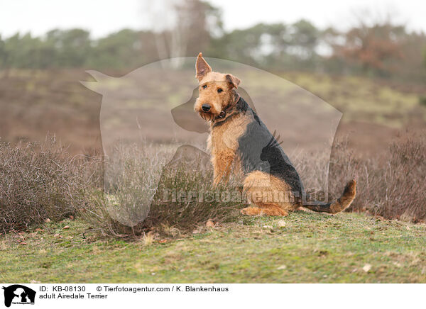 ausgewachsener Airedale Terrier / adult Airedale Terrier / KB-08130