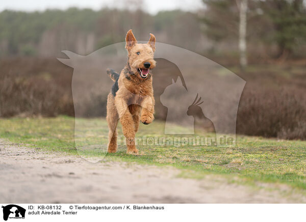 ausgewachsener Airedale Terrier / adult Airedale Terrier / KB-08132