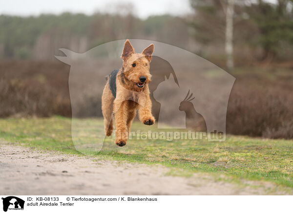 ausgewachsener Airedale Terrier / adult Airedale Terrier / KB-08133