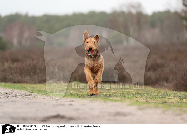 ausgewachsener Airedale Terrier / adult Airedale Terrier / KB-08135