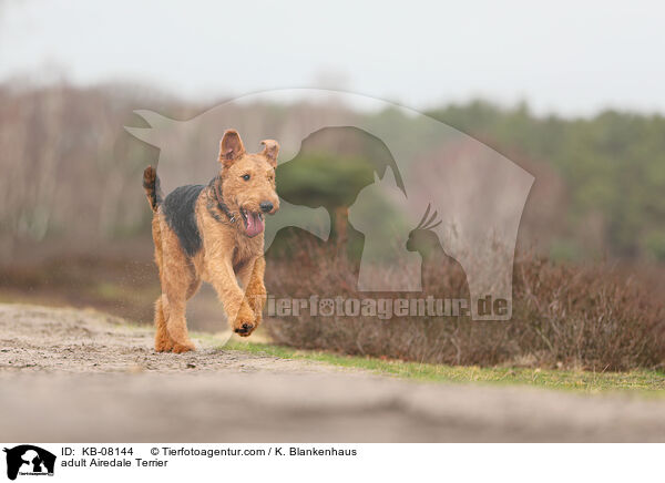 adult Airedale Terrier / KB-08144