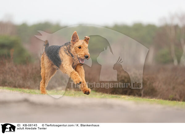 ausgewachsener Airedale Terrier / adult Airedale Terrier / KB-08145