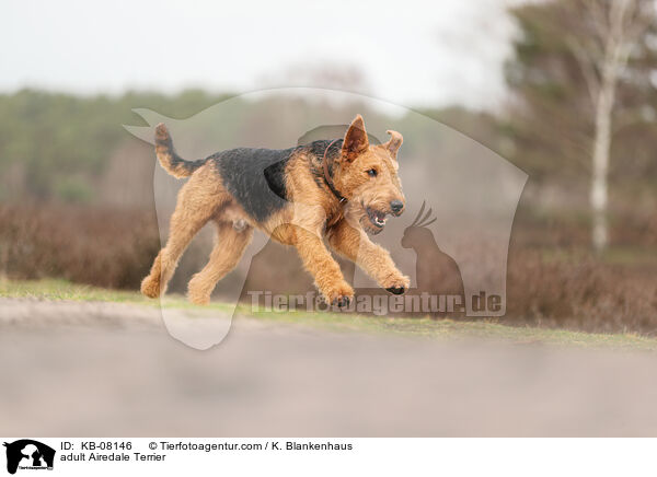 adult Airedale Terrier / KB-08146