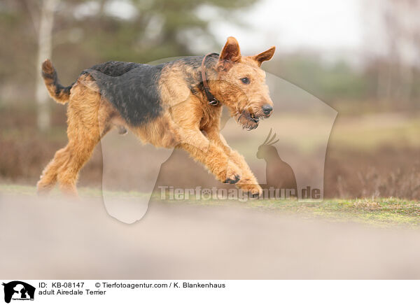 ausgewachsener Airedale Terrier / adult Airedale Terrier / KB-08147