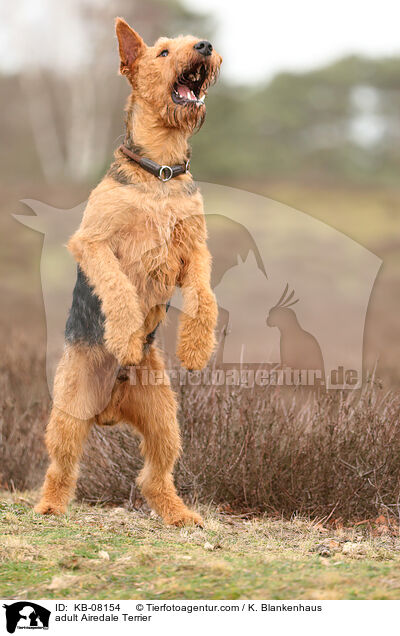 ausgewachsener Airedale Terrier / adult Airedale Terrier / KB-08154