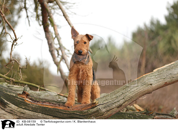 ausgewachsener Airedale Terrier / adult Airedale Terrier / KB-08159