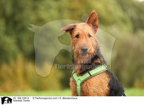 Airedale Terrier / Airedale Terrier / KB-12613