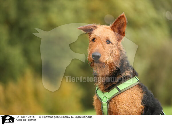 Airedale Terrier / Airedale Terrier / KB-12615