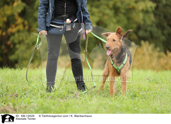 Airedale Terrier / Airedale Terrier / KB-12629