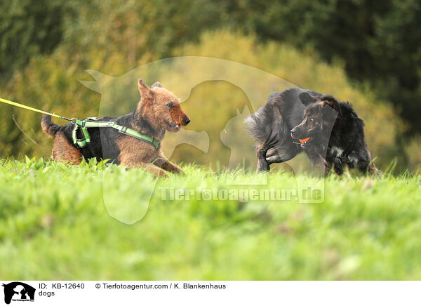 Hunde / dogs / KB-12640