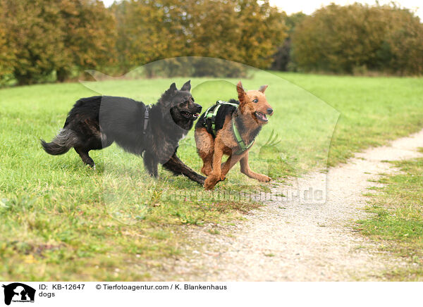 Hunde / dogs / KB-12647