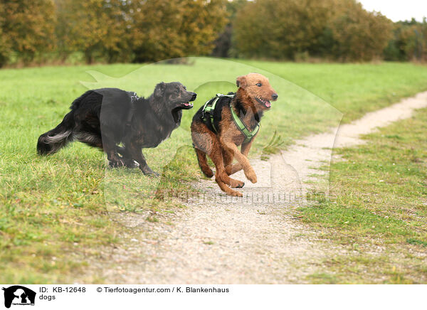 Hunde / dogs / KB-12648