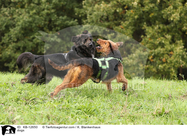 Hunde / dogs / KB-12650