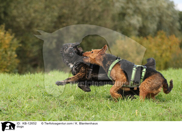 Hunde / dogs / KB-12652