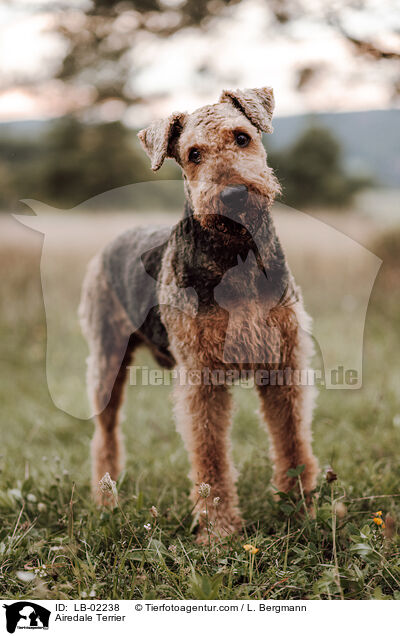 Airedale Terrier / Airedale Terrier / LB-02238