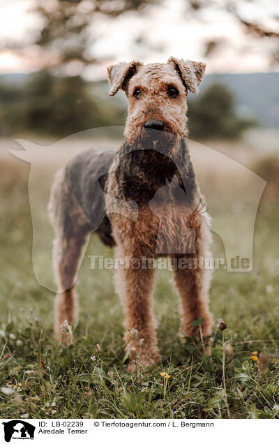 Airedale Terrier / Airedale Terrier / LB-02239