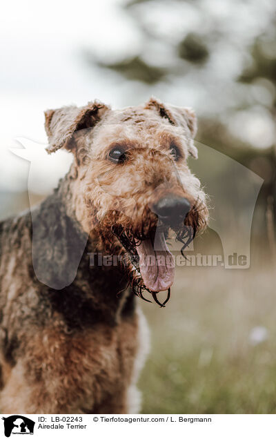 Airedale Terrier / Airedale Terrier / LB-02243