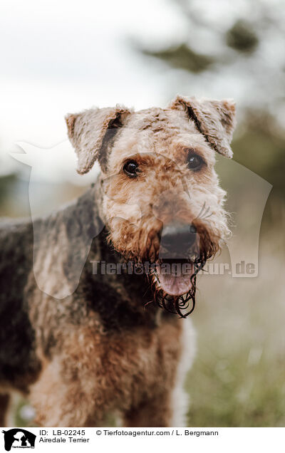 Airedale Terrier / Airedale Terrier / LB-02245