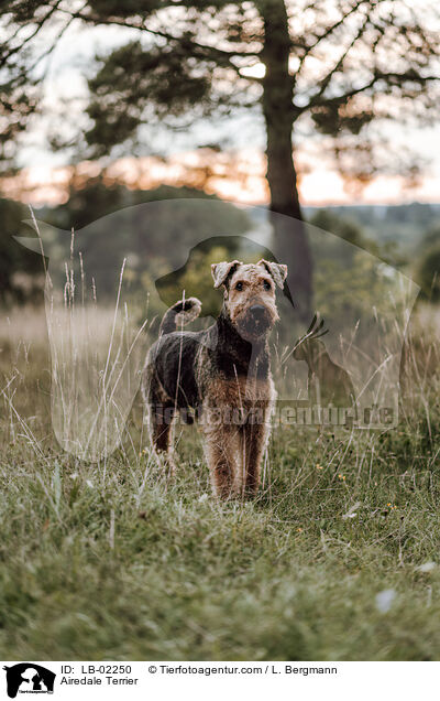 Airedale Terrier / Airedale Terrier / LB-02250