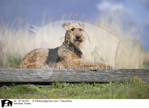 Airedale Terrier / Airedale Terrier / IF-16105
