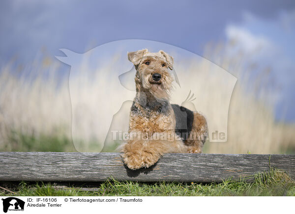 Airedale Terrier / Airedale Terrier / IF-16106