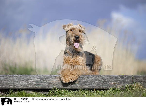 Airedale Terrier / Airedale Terrier / IF-16107