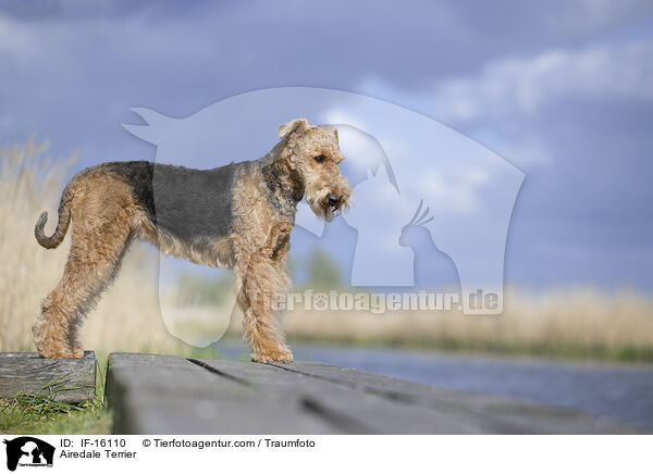 Airedale Terrier / Airedale Terrier / IF-16110
