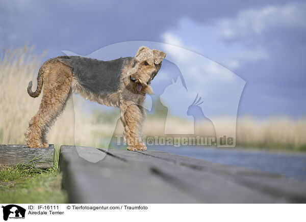Airedale Terrier / Airedale Terrier / IF-16111