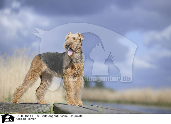 Airedale Terrier / Airedale Terrier / IF-16114