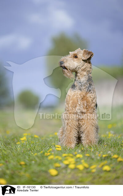 Airedale Terrier / Airedale Terrier / IF-16130