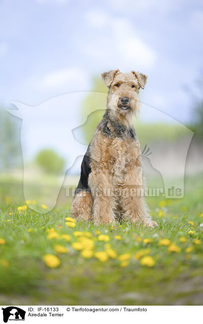 Airedale Terrier / Airedale Terrier / IF-16133