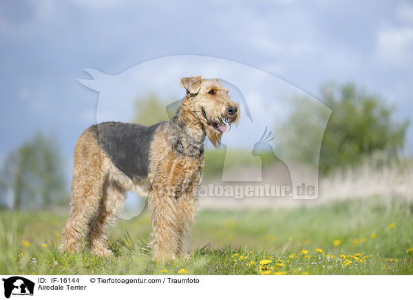Airedale Terrier / Airedale Terrier / IF-16144
