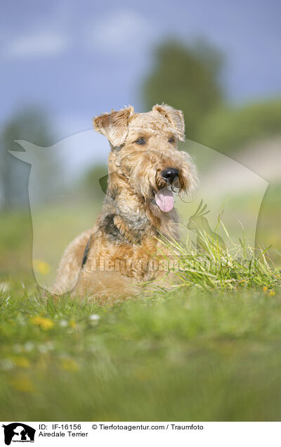 Airedale Terrier / Airedale Terrier / IF-16156