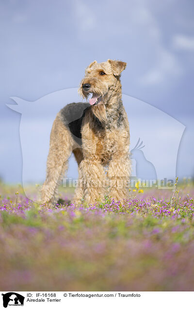 Airedale Terrier / Airedale Terrier / IF-16168