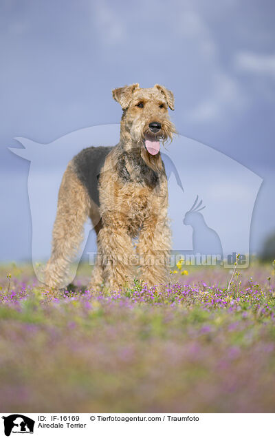 Airedale Terrier / Airedale Terrier / IF-16169