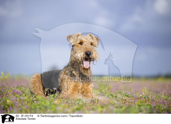 Airedale Terrier / Airedale Terrier / IF-16174