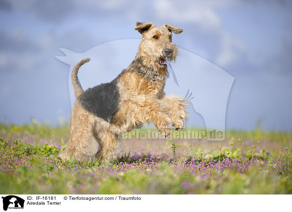 Airedale Terrier / Airedale Terrier / IF-16181