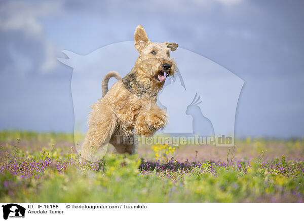 Airedale Terrier / Airedale Terrier / IF-16188