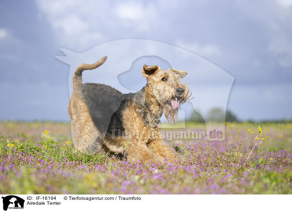 Airedale Terrier / Airedale Terrier / IF-16194